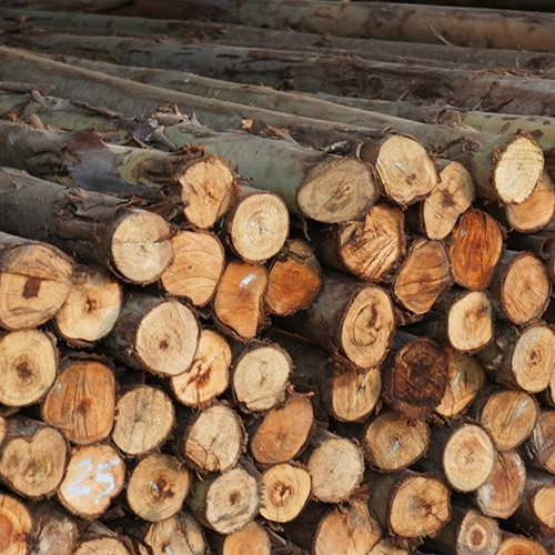 ไม้ยูคา 3นิ้ว