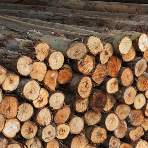 ไม้ยูคา 2นิ้ว