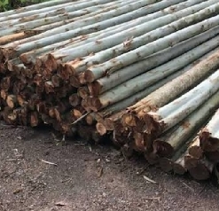 ไม้ยูคา 21/2นิ้ว